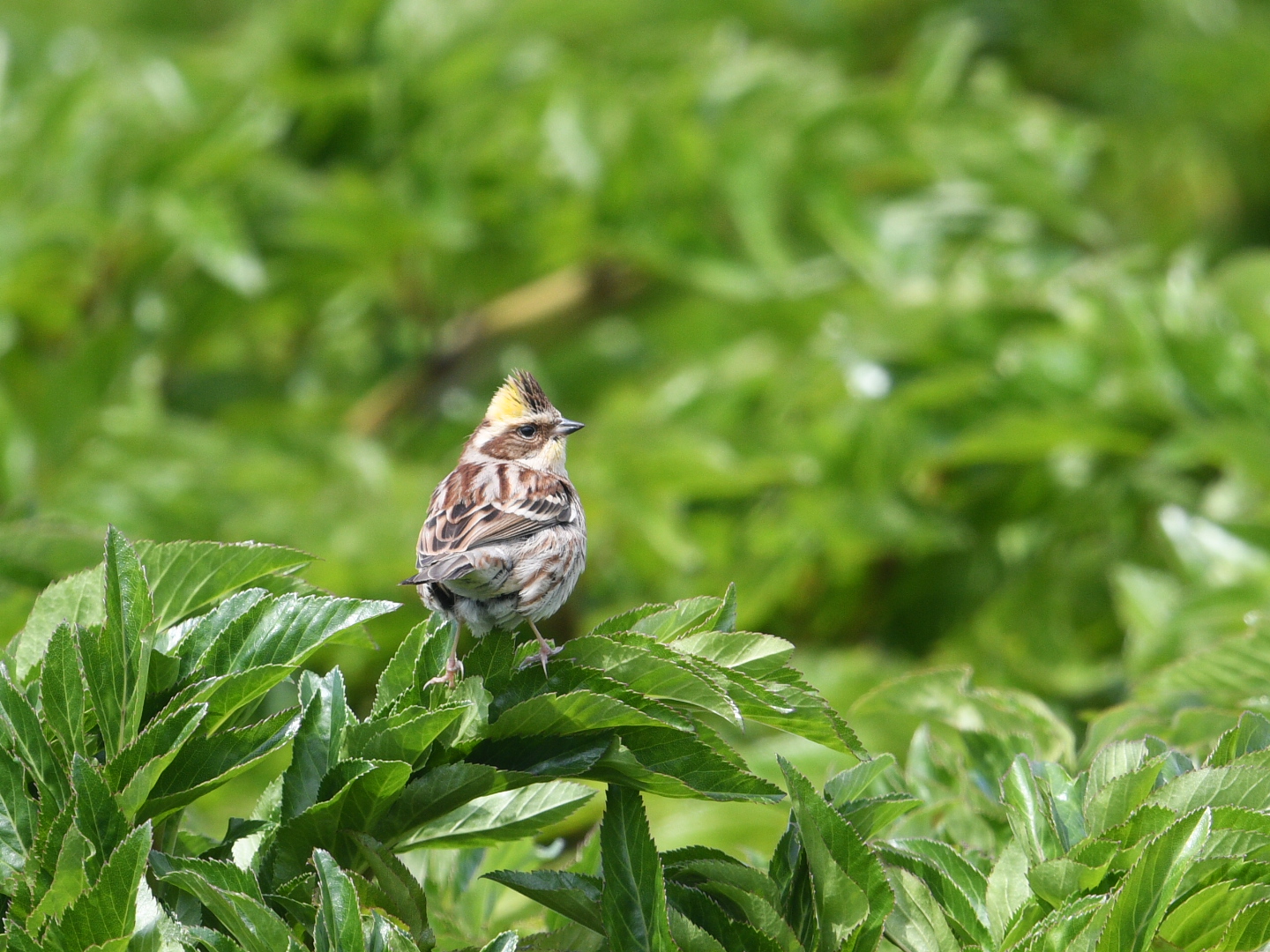 Yellow-throated Bunting