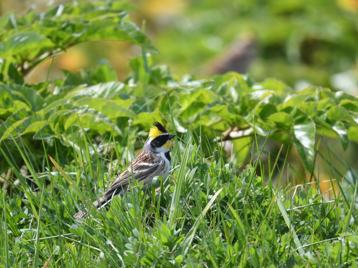 Yellow-throated Bunting