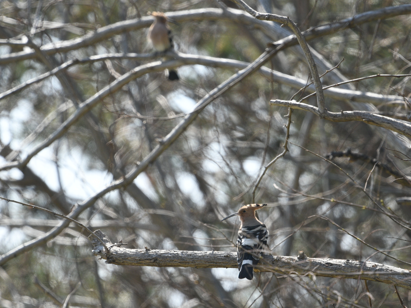 Eurasian Hoopoe