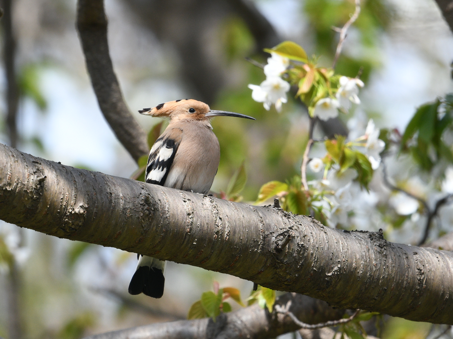 Eurasian Hoopoe