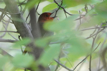 Japanese Robin 東京都多摩地域 Sat, 4/27/2019