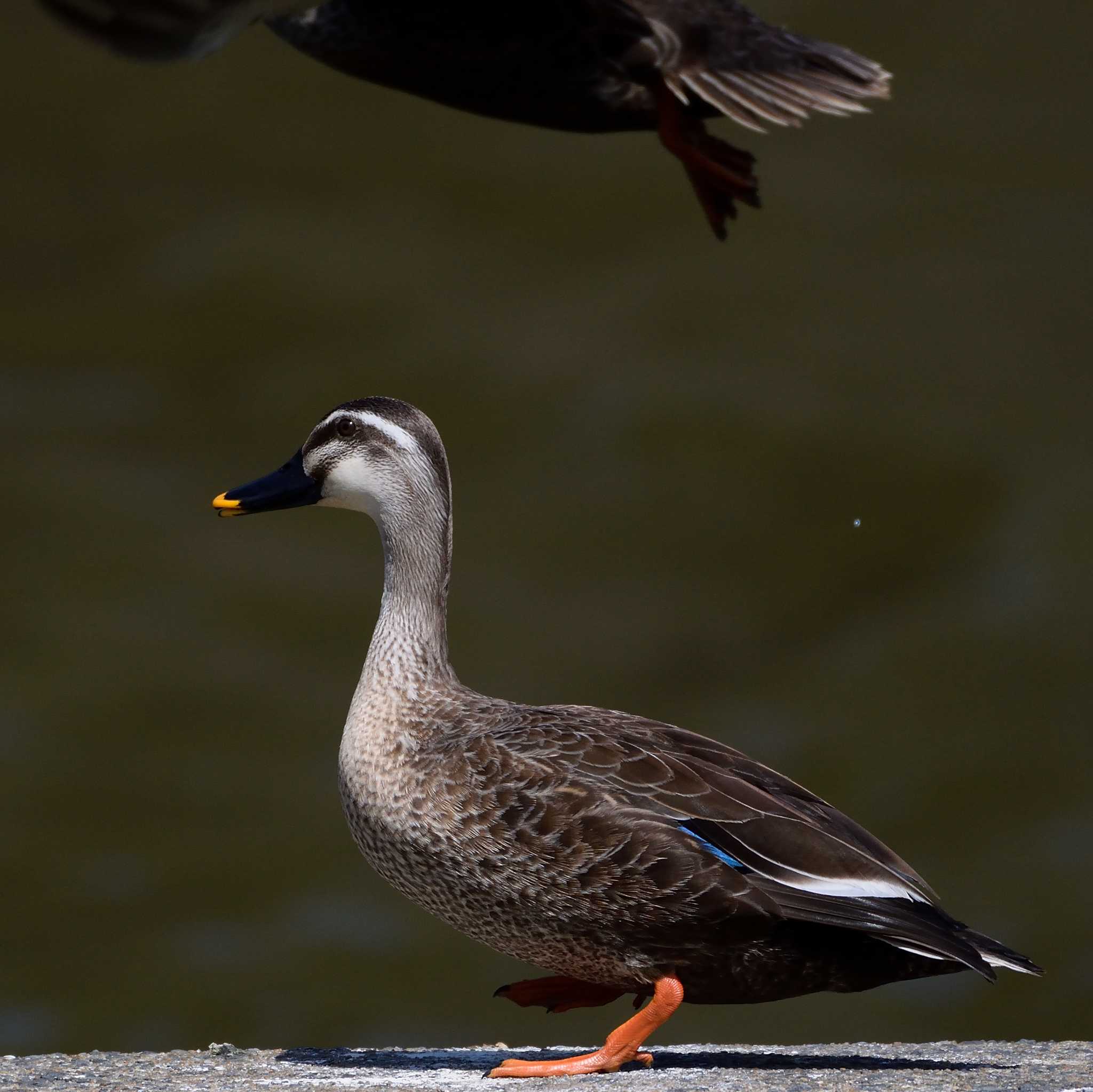 Photo of Eastern Spot-billed Duck at 汐入川河口 by poyon ぽよん