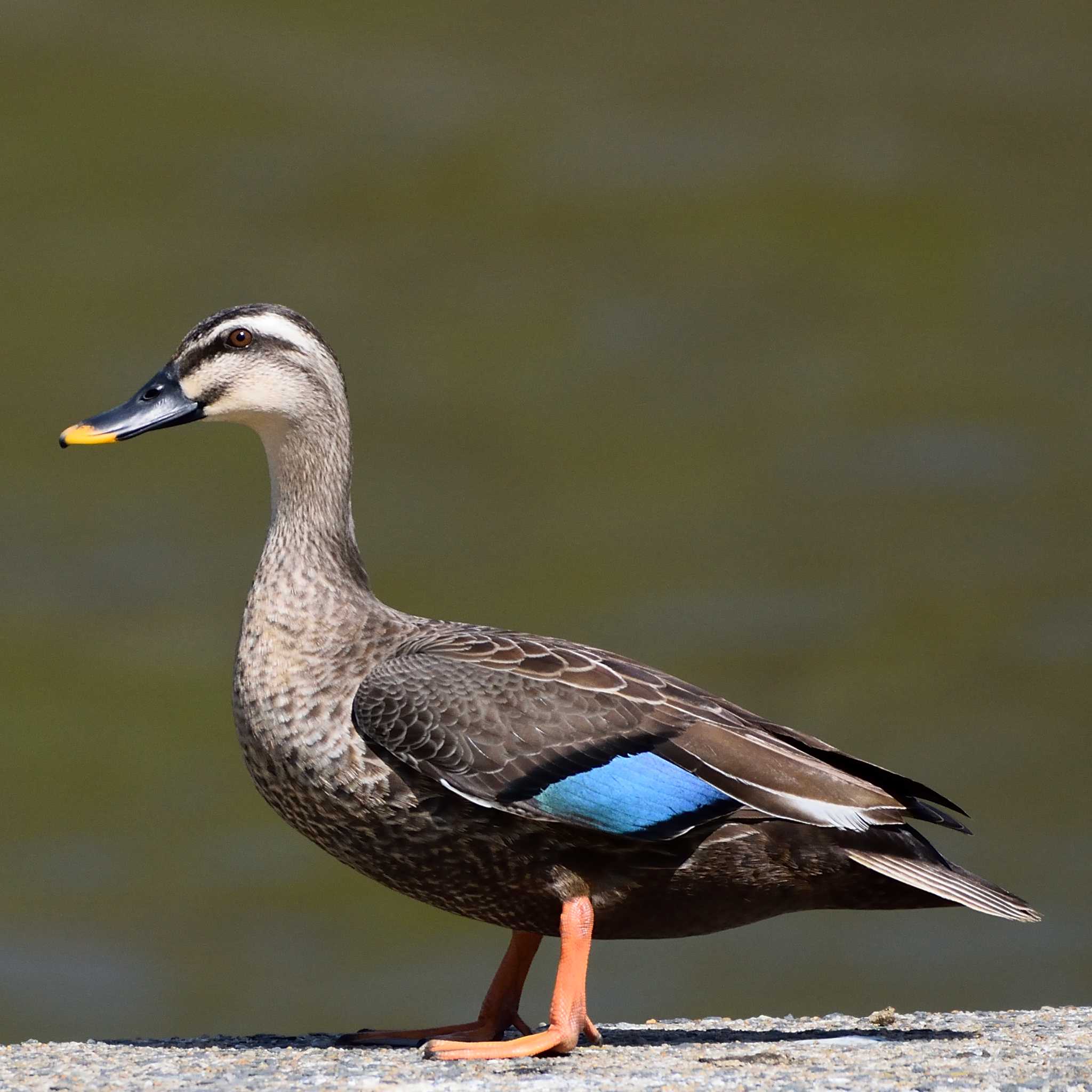 Photo of Eastern Spot-billed Duck at 汐入川河口 by poyon ぽよん