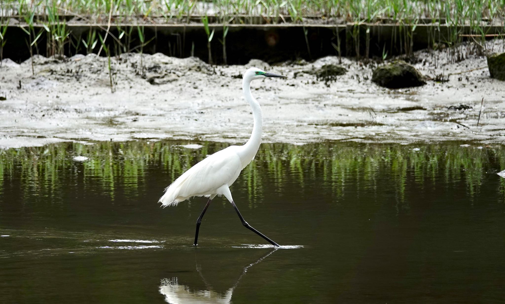 Great Egret