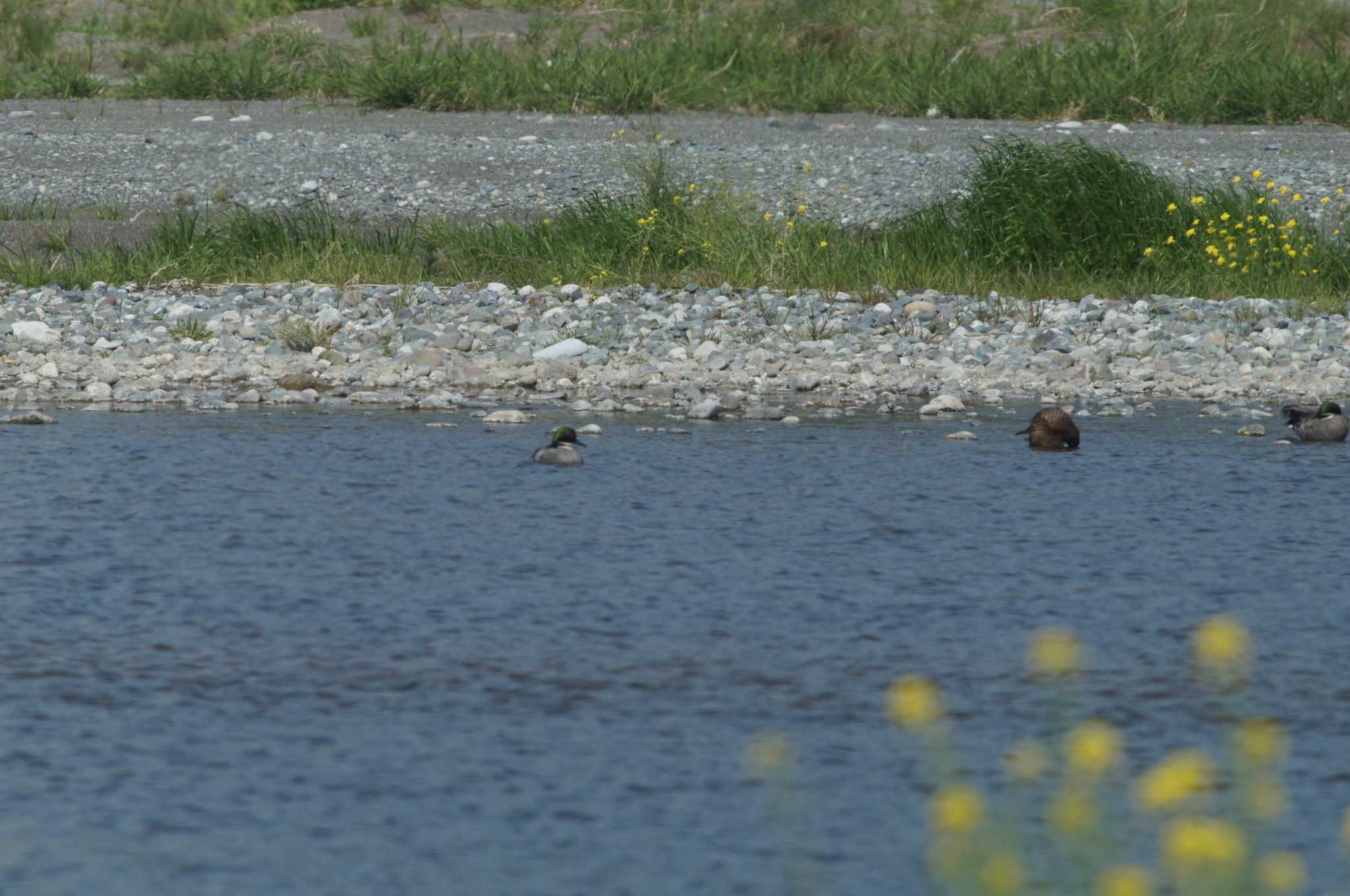 Falcated Duck