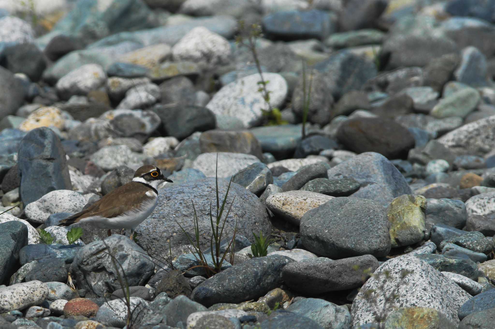 Photo of Little Ringed Plover at 酒匂川 by bea