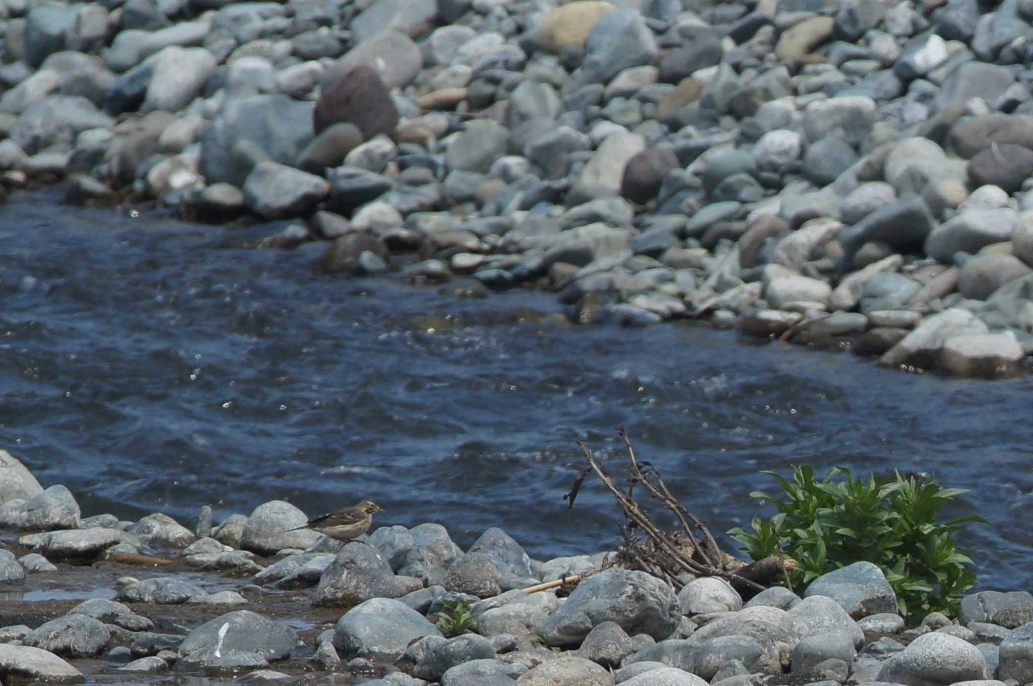 Photo of Water Pipit at 酒匂川 by bea