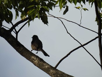 2019年4月27日(土) 下鴨神社の野鳥観察記録