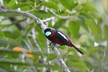 Black-and-red Broadbill Ao Phang-nga NP Tue, 2/26/2019