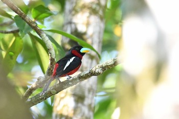 Black-and-red Broadbill Ao Phang-nga NP Tue, 2/26/2019