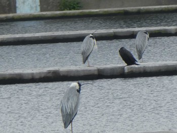 2019年4月27日(土) 多摩川二ヶ領上河原堰の野鳥観察記録