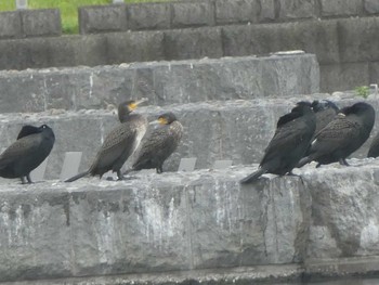 カワウ 多摩川二ヶ領宿河原堰 2019年4月27日(土)