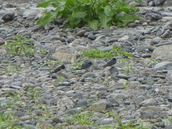 ツバメ 多摩川二ヶ領宿河原堰 2019年4月27日(土)