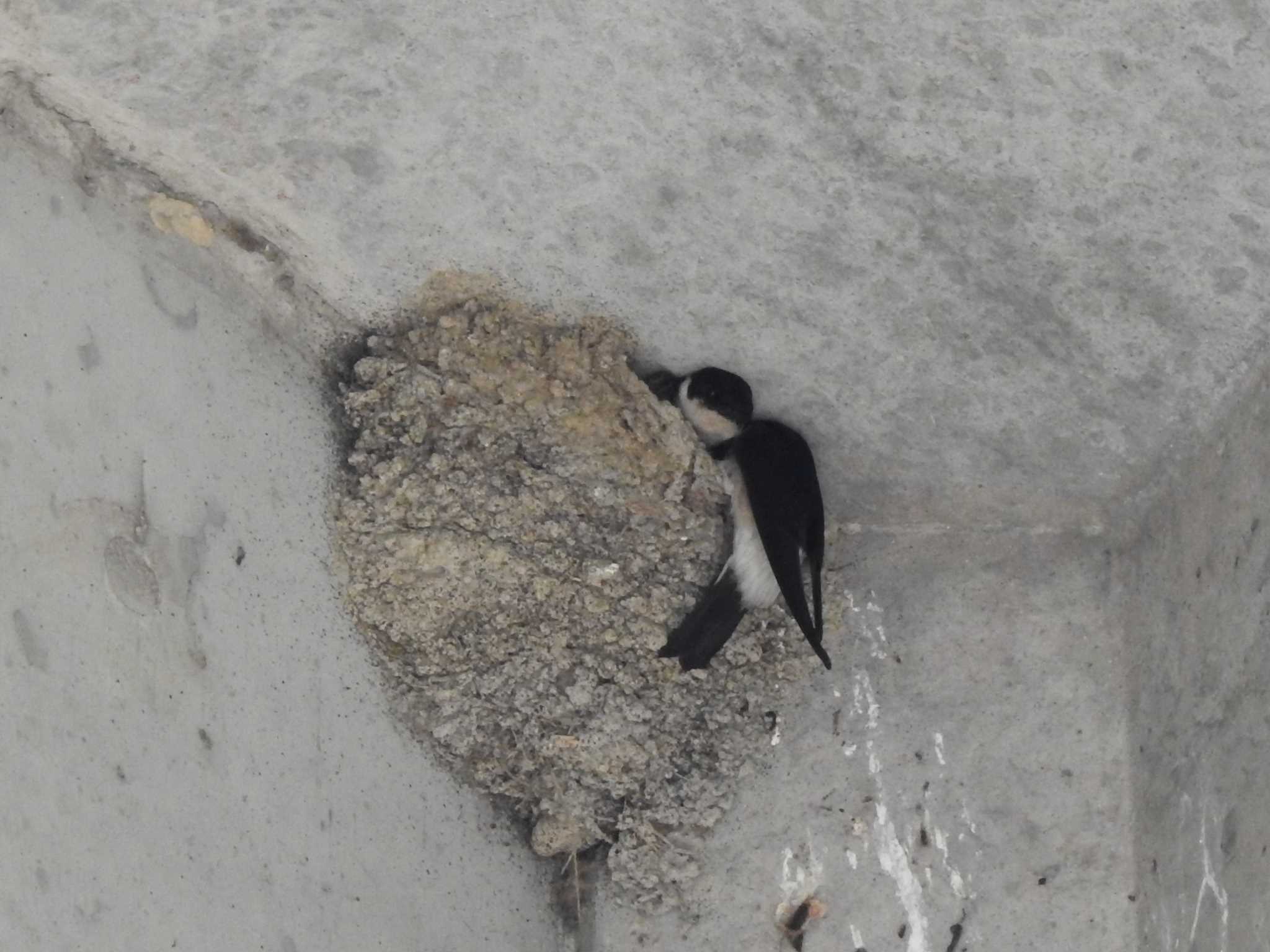 Photo of Pacific Swift at 吾妻川 by サシバ2365