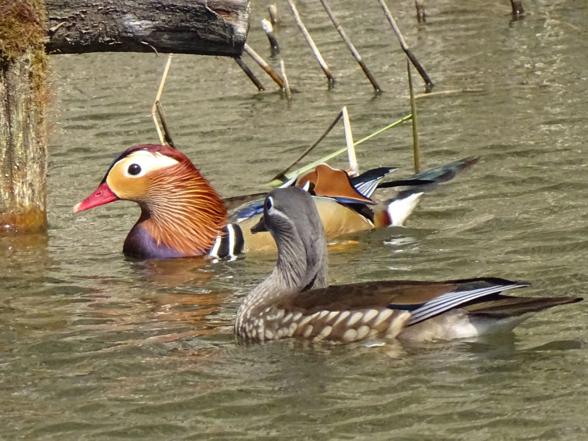 2025年3月21日(金) 小雀公園の野鳥観察記録 by KAWASEMIぴー 2025年3月21日(金) 小雀公園の野鳥観察記録 by KAWASEMIぴー