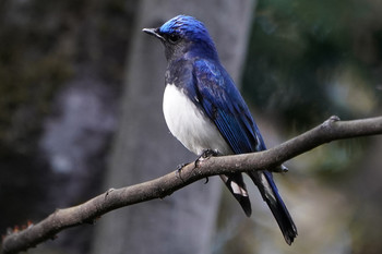 Blue-and-white Flycatcher 東京都多摩地域 Mon, 4/15/2019