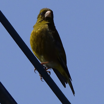 Grey-capped Greenfinch 高倉神社 Sat, 4/27/2019