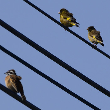 Grey-capped Greenfinch 高倉神社 Sat, 4/27/2019