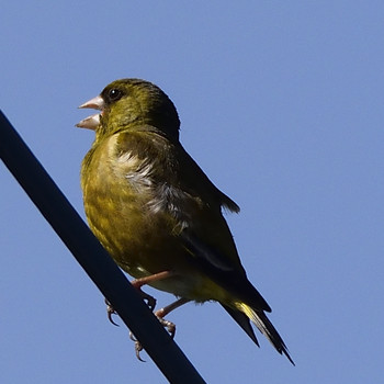 Grey-capped Greenfinch 高倉神社 Sat, 4/27/2019