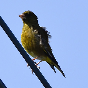 Grey-capped Greenfinch 高倉神社 Sat, 4/27/2019