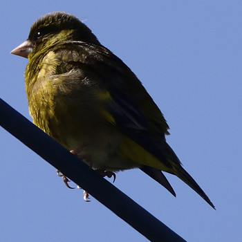 Grey-capped Greenfinch 高倉神社 Sat, 4/27/2019