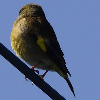 Grey-capped Greenfinch 高倉神社 Sat, 4/27/2019