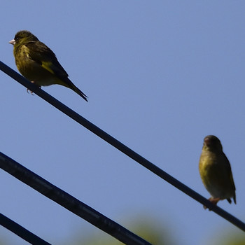 Grey-capped Greenfinch 高倉神社 Sat, 4/27/2019