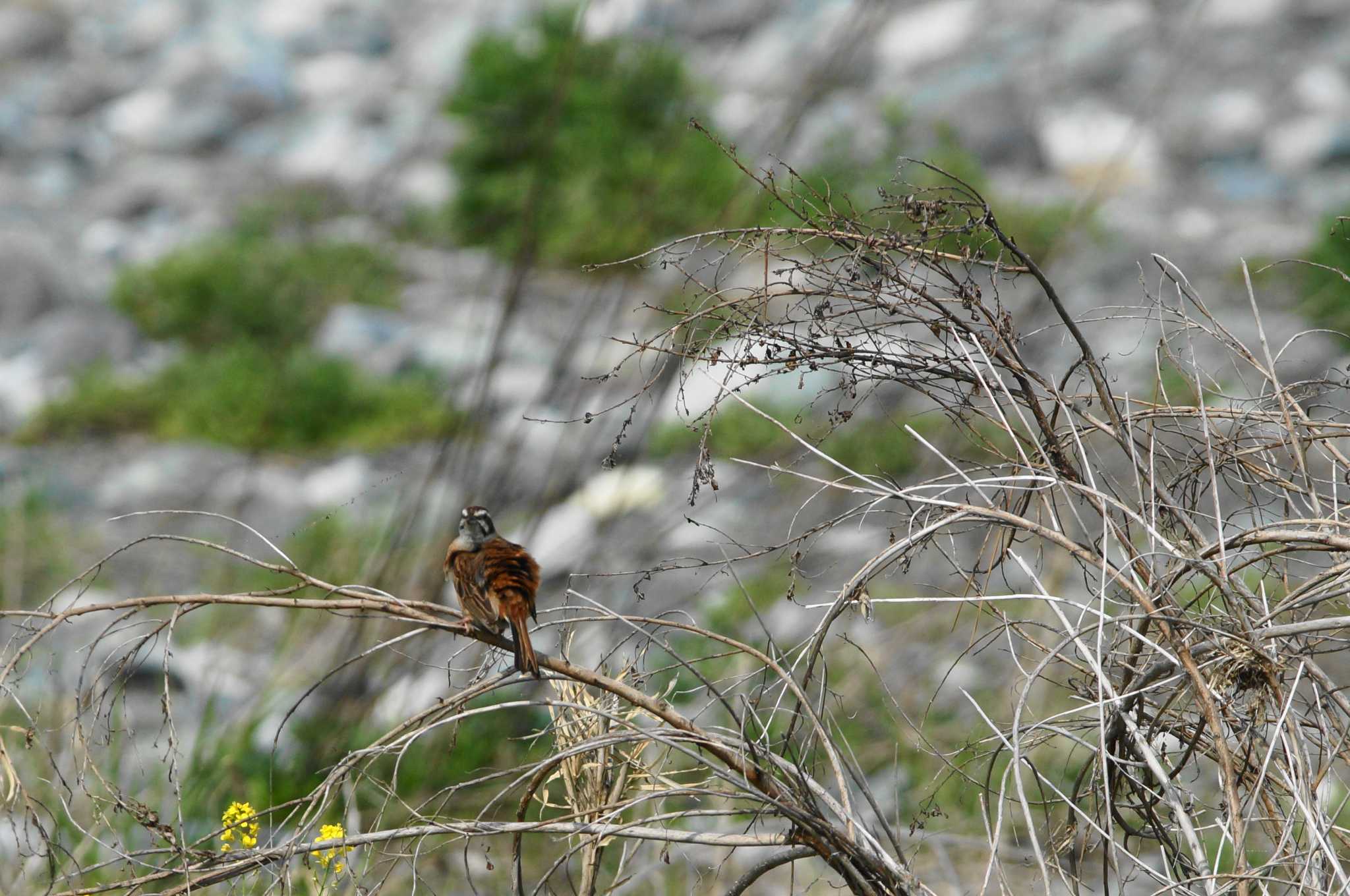 Meadow Bunting