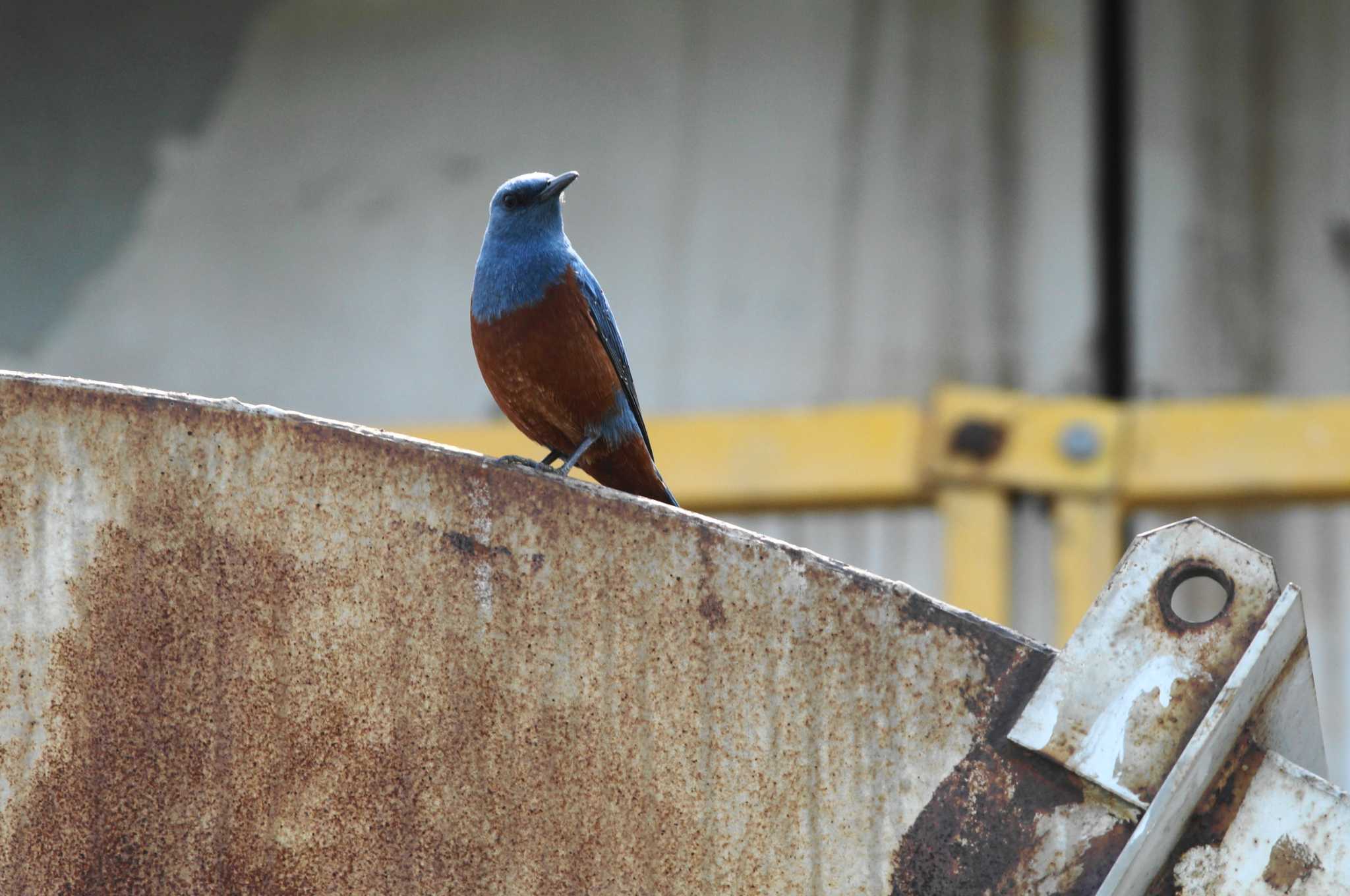 Blue Rock Thrush