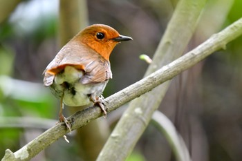 Japanese Robin 普正寺の森(野鳥園跡地) Sat, 4/27/2019