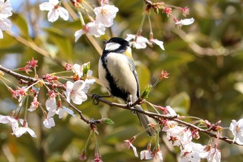 シジュウカラ 三ツ池公園(横浜市鶴見区) 2019年4月2日(火)