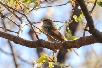 ウグイス 三ツ池公園(横浜市鶴見区) 2019年4月2日(火)