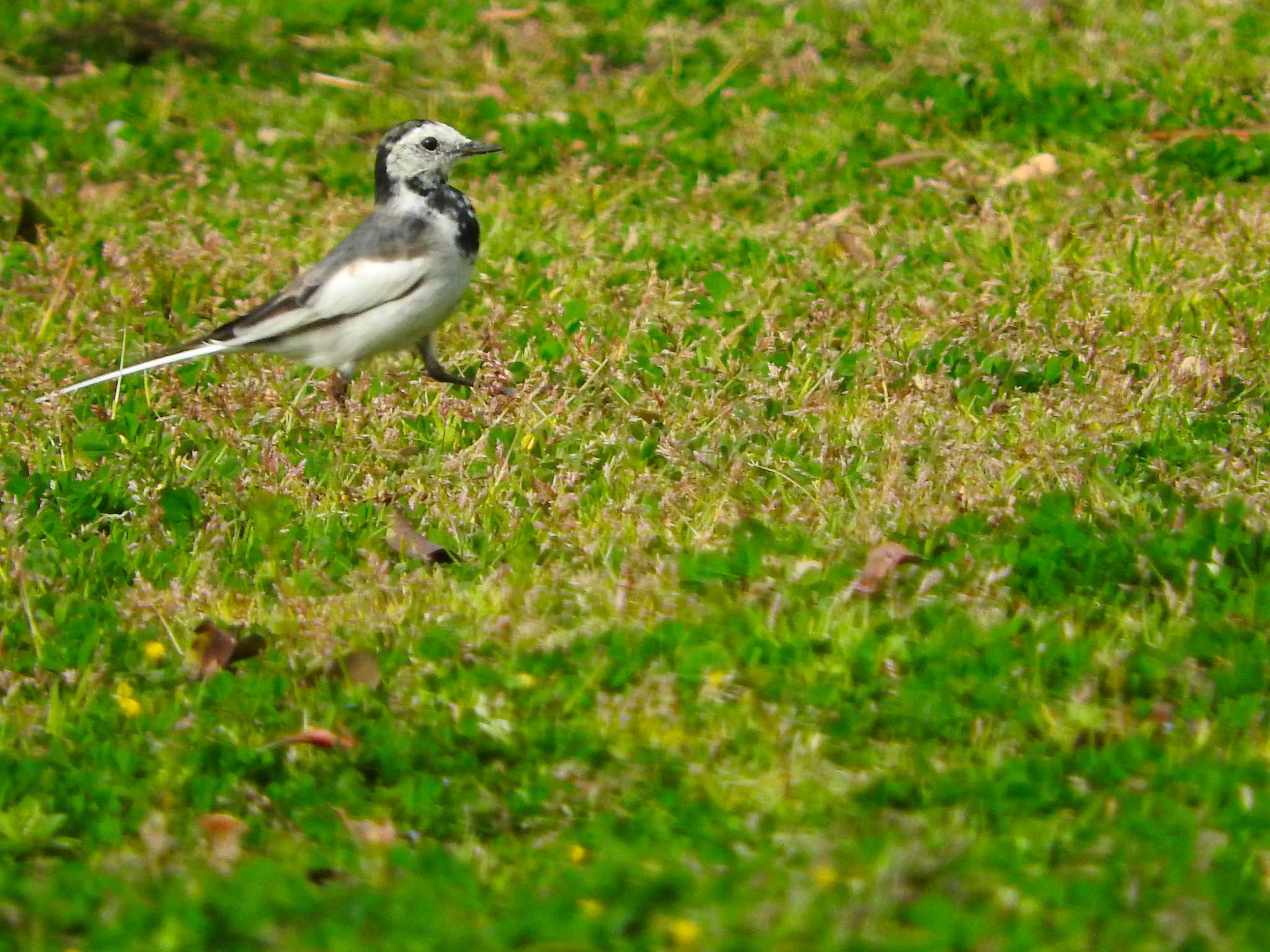 Photo of White Wagtail(leucopsis) at 長崎市小江町 by M Yama