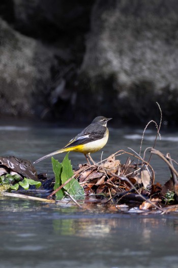 清瀬金山緑地公園で撮影された写真(Page1) | ZooPicker 清瀬金山緑地公園で撮影された写真(Page1) | ZooPicker
