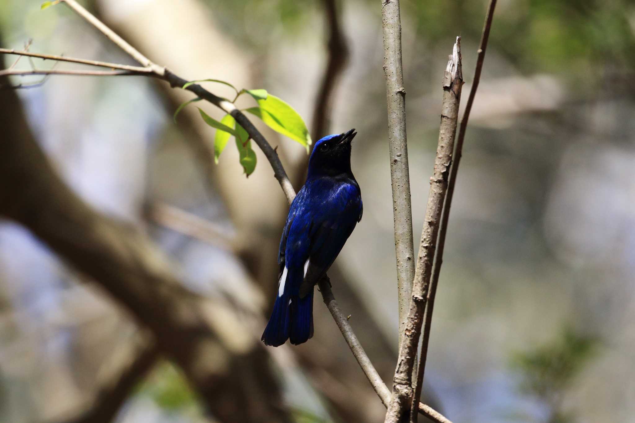 Blue-and-white Flycatcher