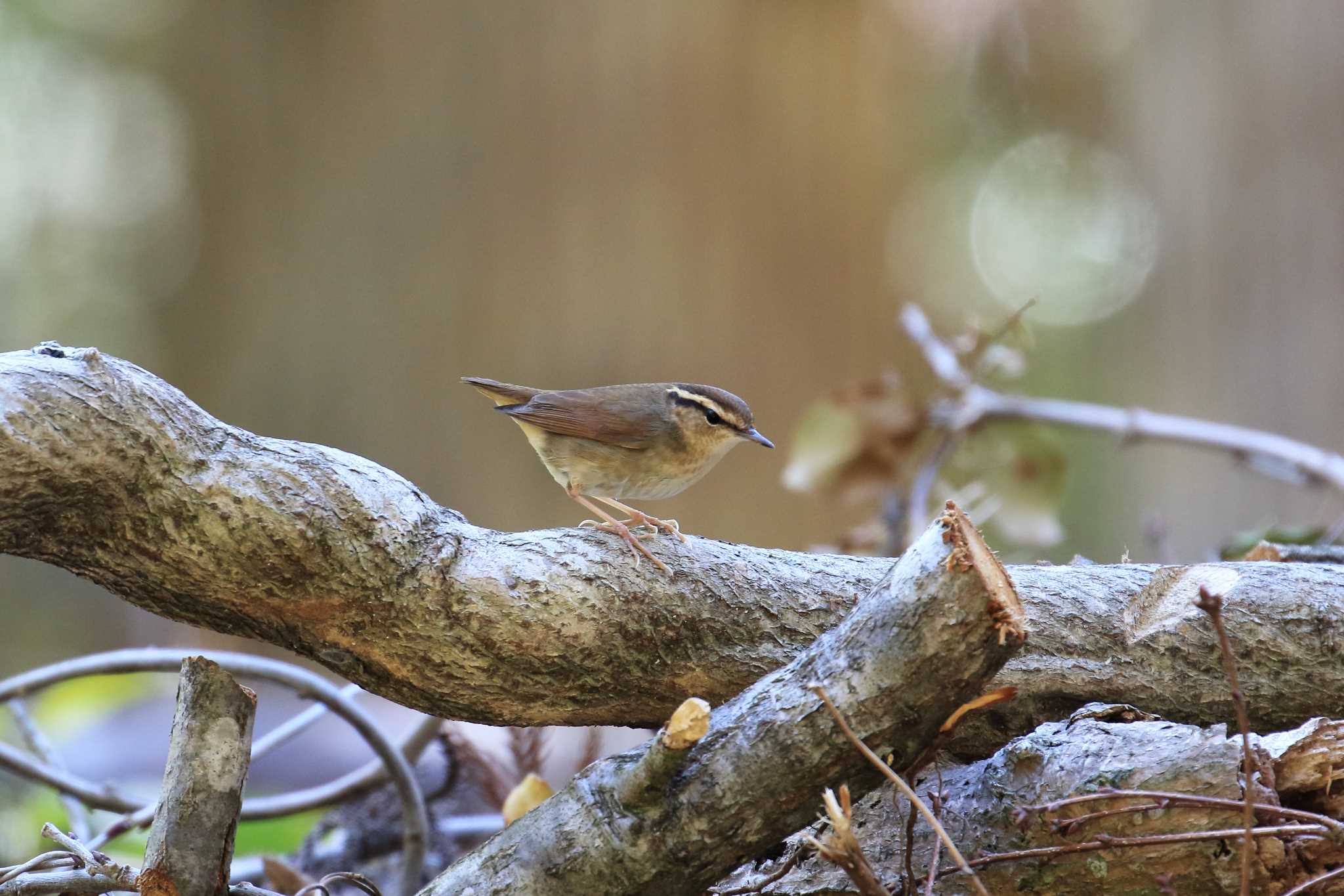 Photo of Asian Stubtail at 再度山 by 明石のおやじ