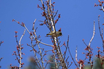 Eastern Crowned Warbler 再度山 Sat, 4/20/2019