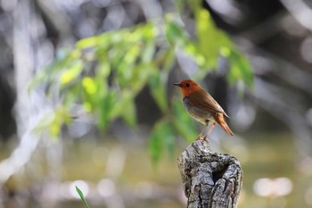 Japanese Robin 再度山 Sat, 4/20/2019