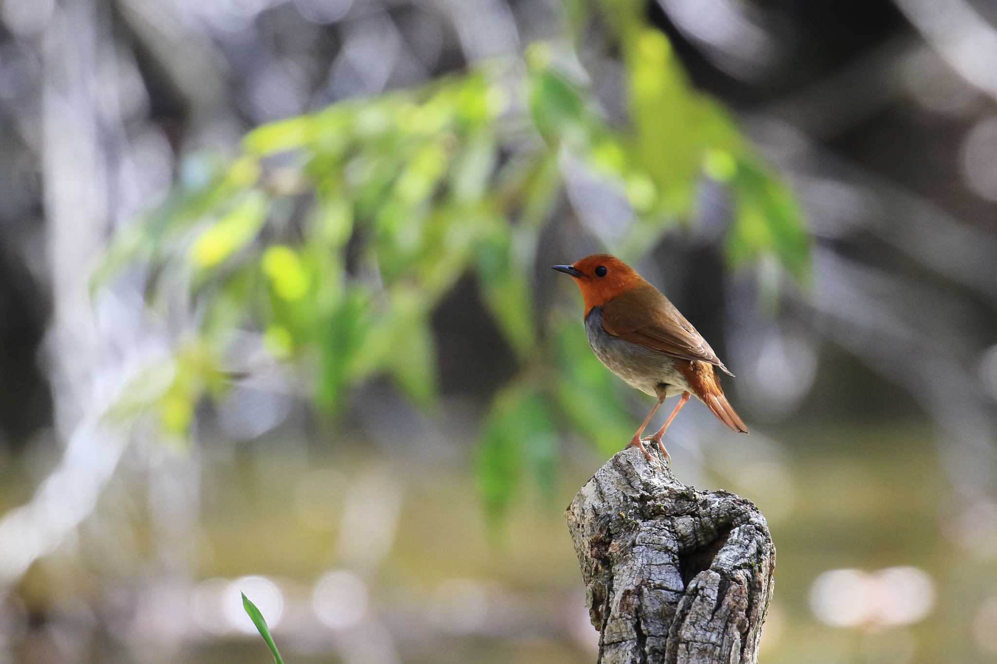 Japanese Robin