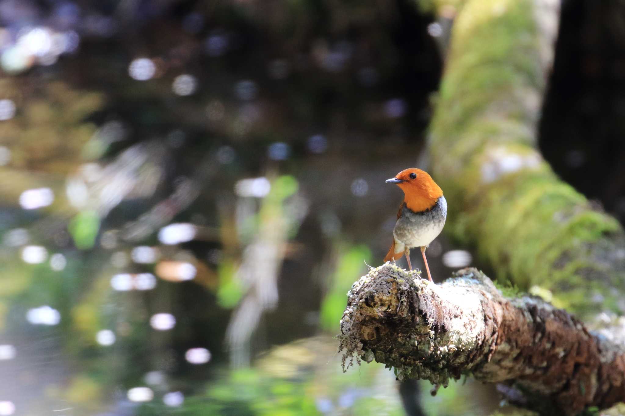 Japanese Robin