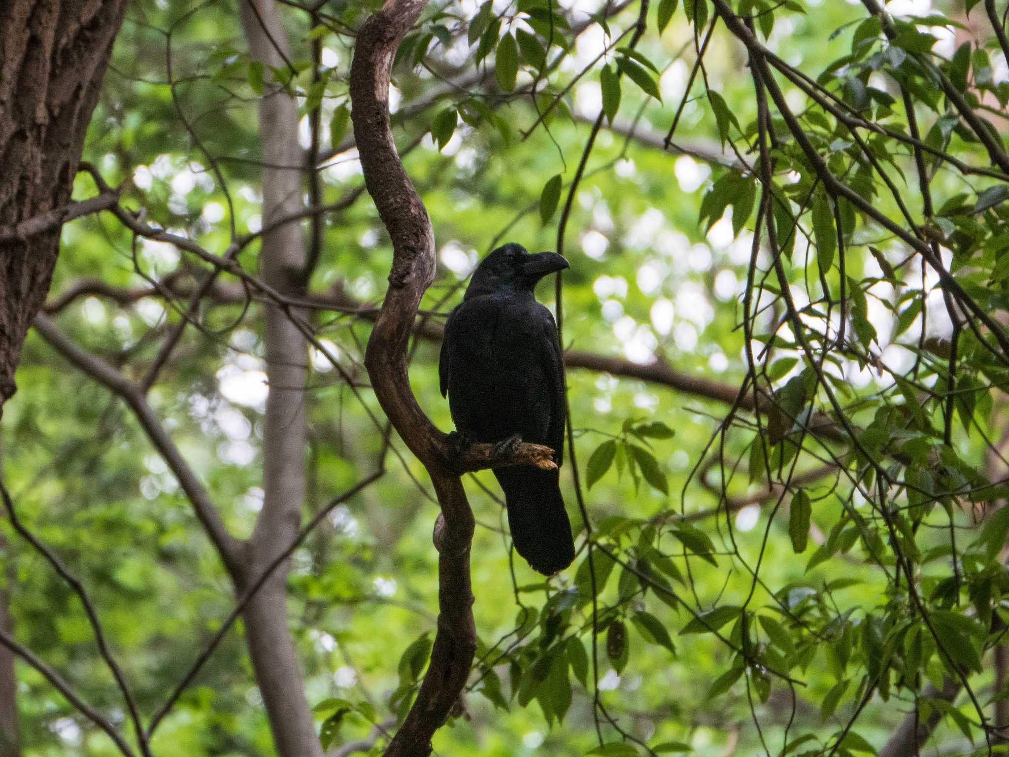 石神井公園 ハシブトガラスの写真 by ryokawameister