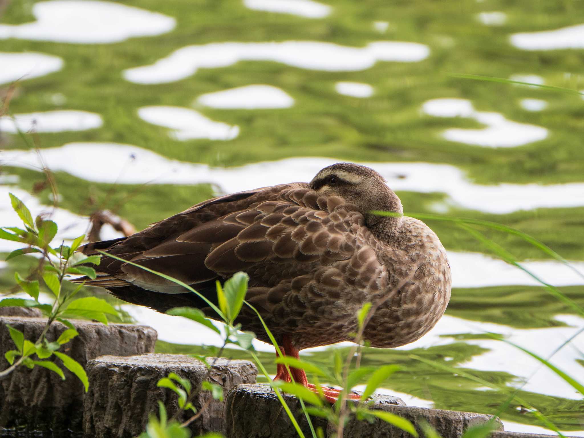 カルガモ