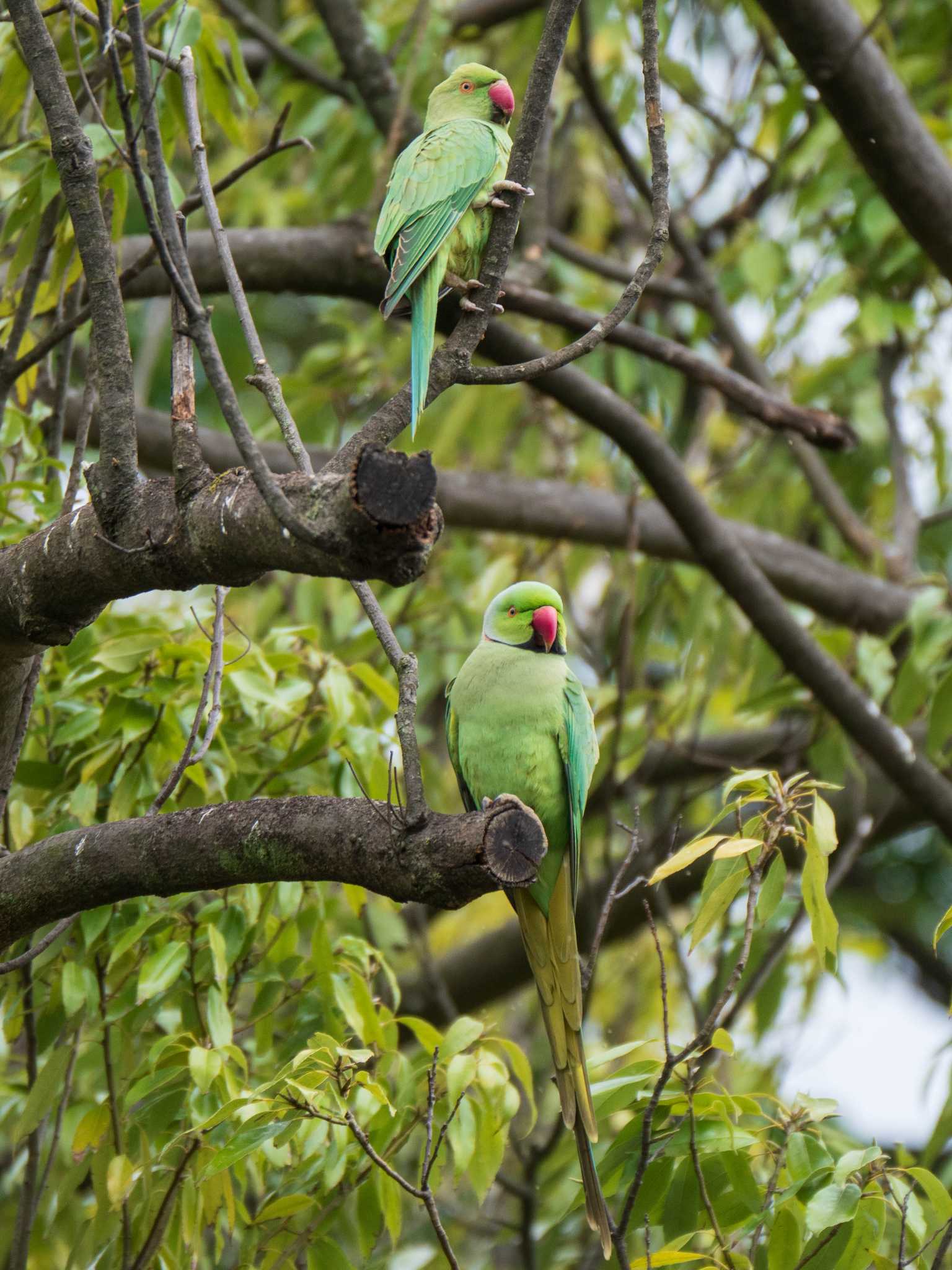 Photo of Indian Rose-necked Parakeet at Shakujii Park by ryokawameister