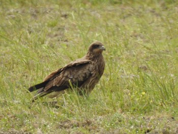 Black Kite 湖北野鳥センター付近 Sun, 4/28/2019