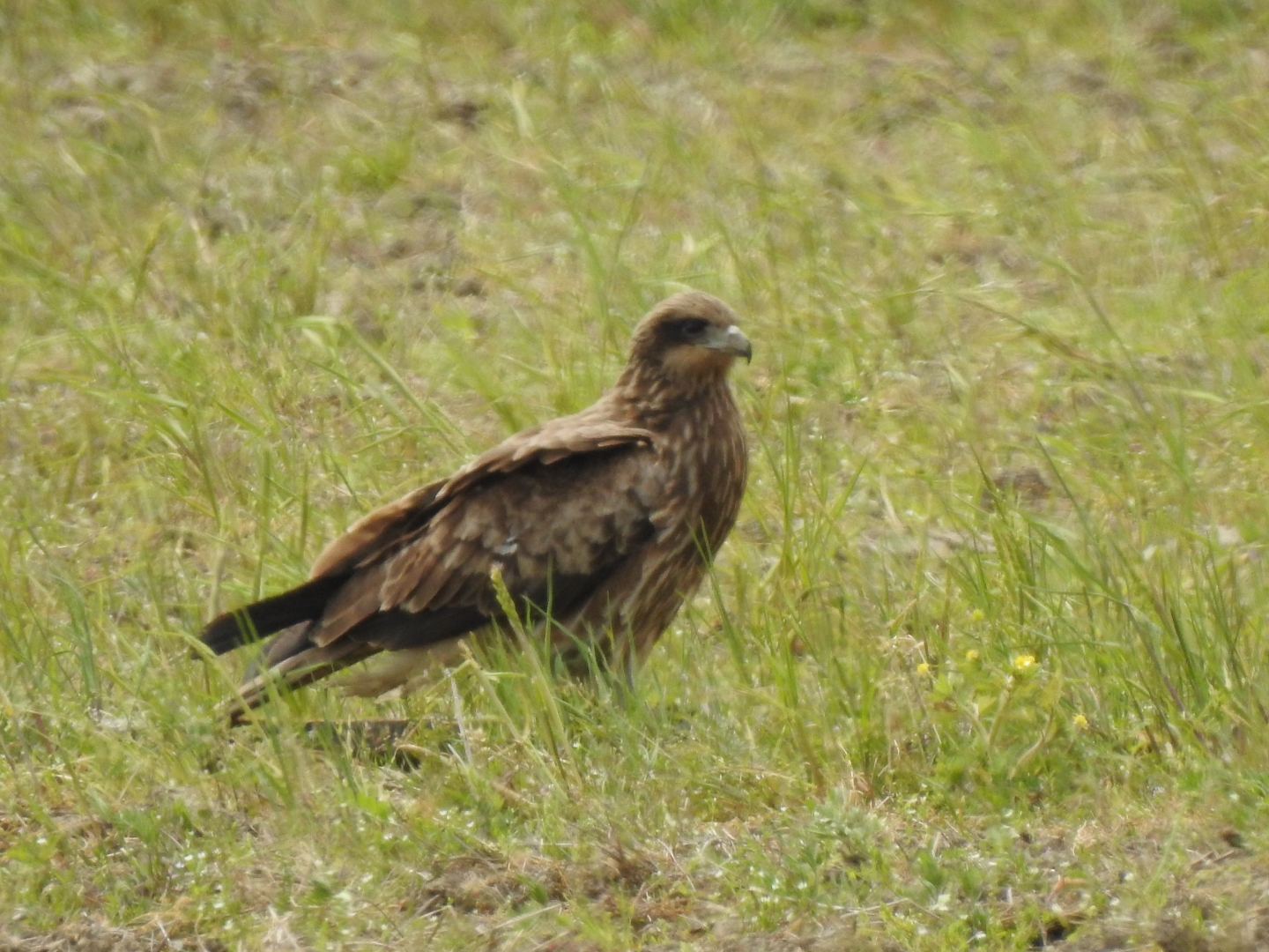 湖北野鳥センター付近 トビの写真 by サシバ2365