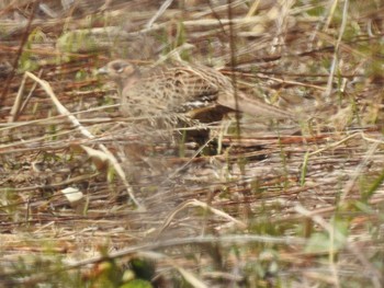 Common Pheasant 札幌:発寒川 Sun, 4/28/2019