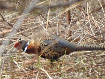 Common Pheasant 札幌:発寒川 Sun, 4/28/2019