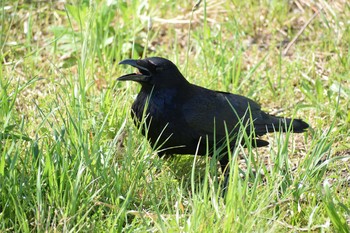 2019年4月28日(日) 多摩川二ヶ領宿河原堰の野鳥観察記録