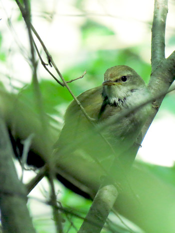 Sun, 4/28/2019 Birding report at Tama Cemetery