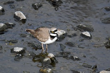 コチドリ 野川 2019年4月28日(日)